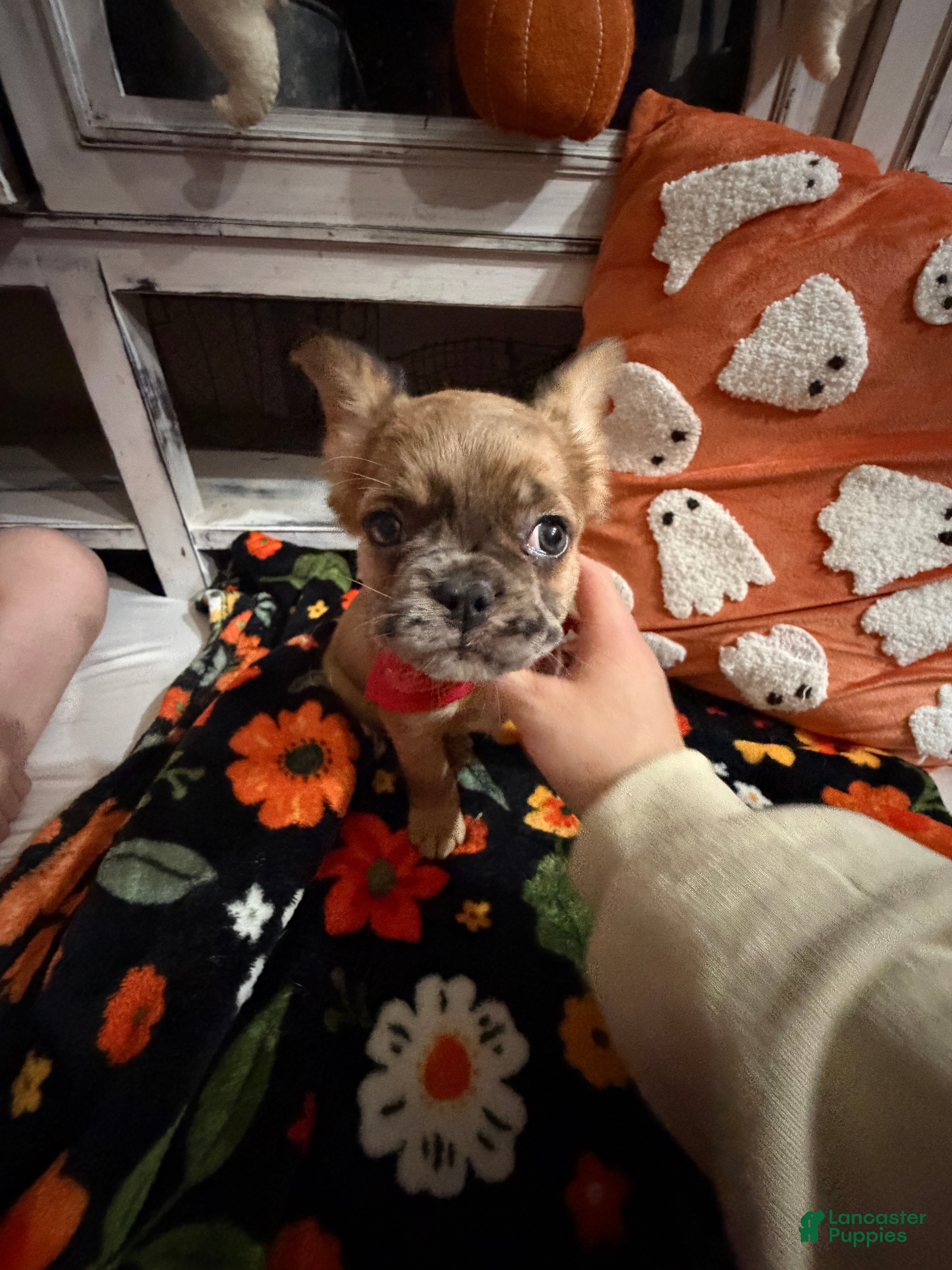 French Bulldog dogs French Bulldog 2 - Ad 2