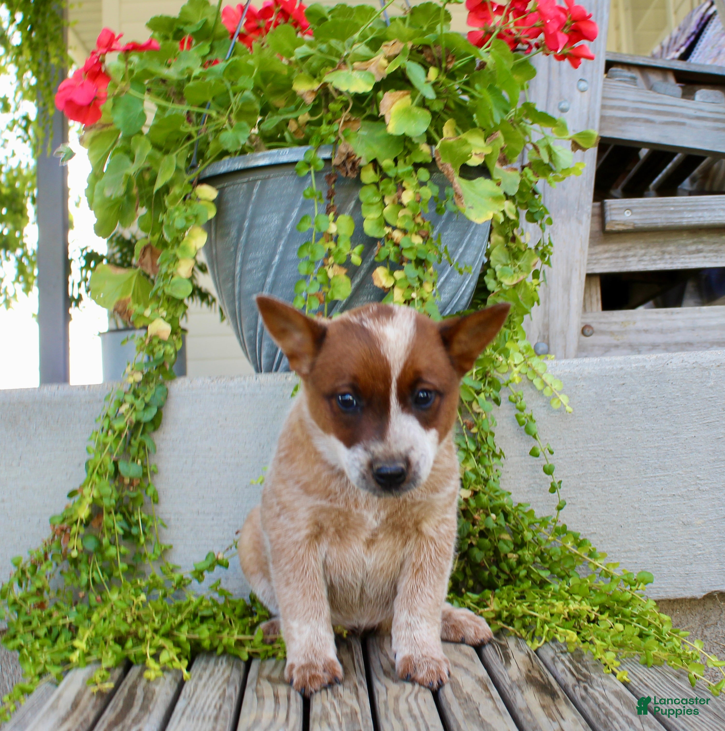 Australian Cattle Dog dogs Ashley - Ad 2