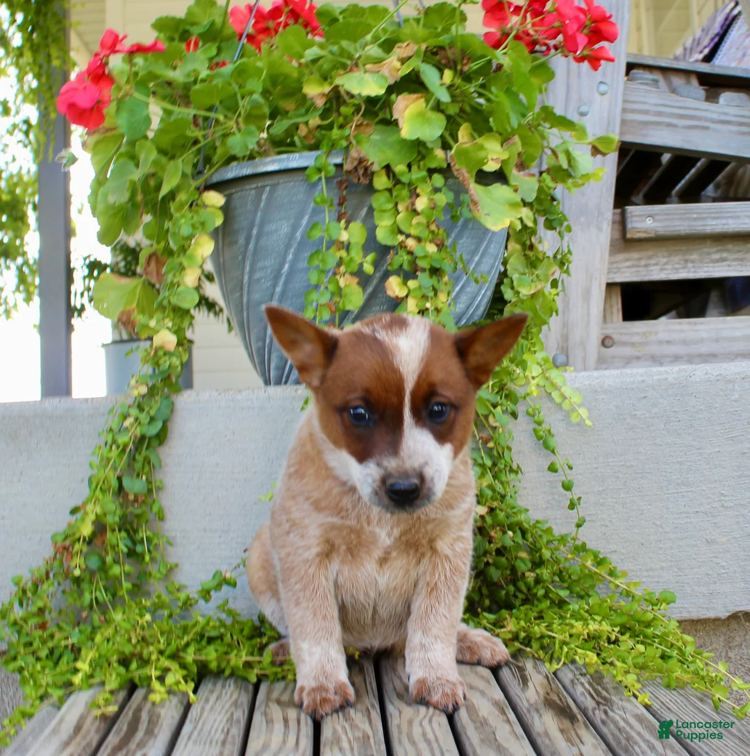 Australian Cattle Dog dogs for sale: Ashley - Ad 2