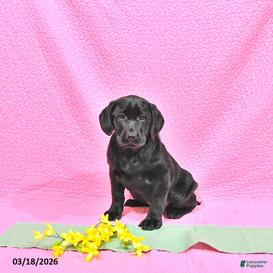 Labrador Retriever dogs for sale: Penny - Ad 1