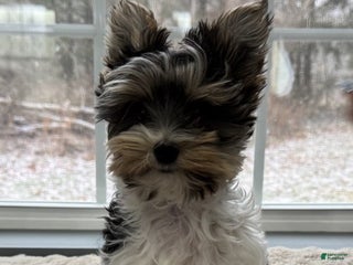 Yorkshire Terrier dogs Poppy - Ad 6