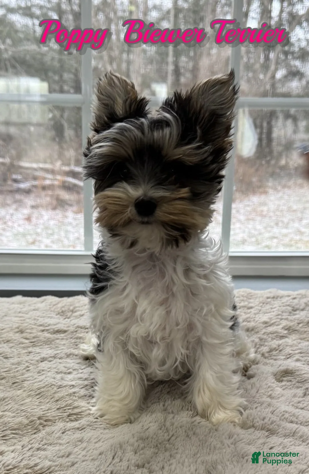 Yorkshire Terrier dogs for sale: Poppy - Ad 1
