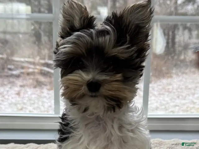 Yorkshire Terrier dogs for sale: Poppy - Ad 1