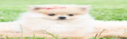 Pomeranian dogs for sale: Amira - Ad 3