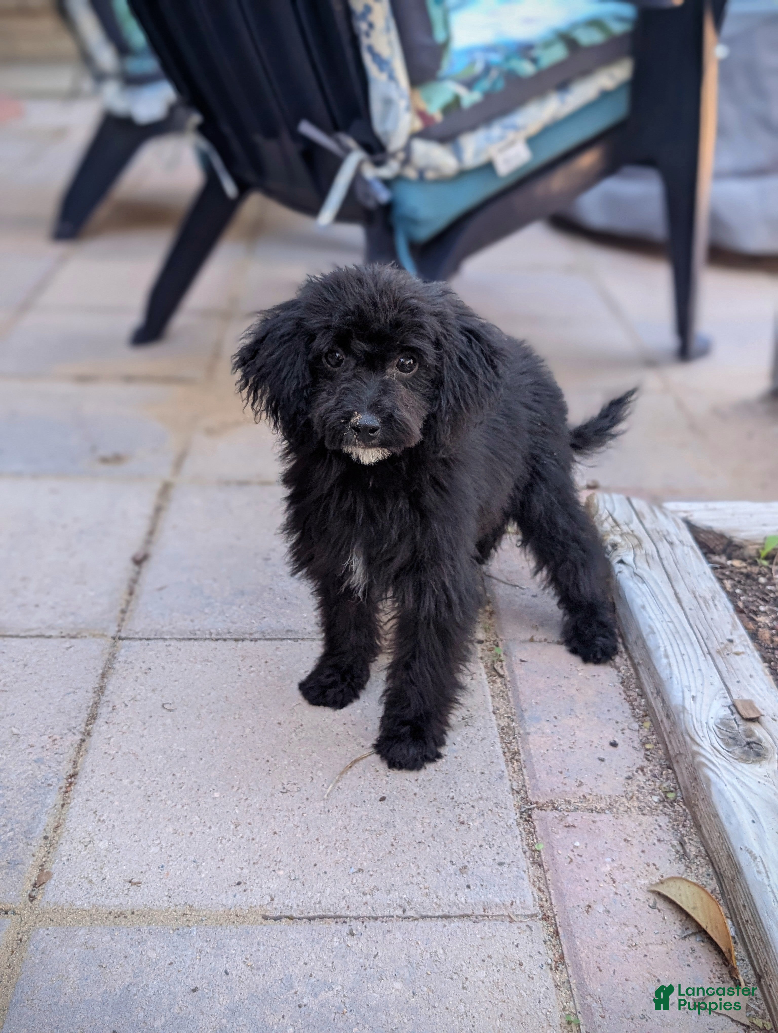 Miniature Poodle dogs Sirius  - Ad 14