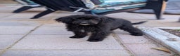 Miniature Poodle dogs for sale: Sirius  - Ad 1