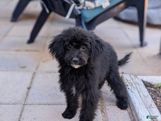 Miniature Poodle dogs Sirius - Ad 35