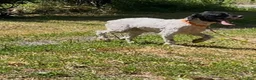 Cockapoo dogs for sale: Buddy - Ad 15