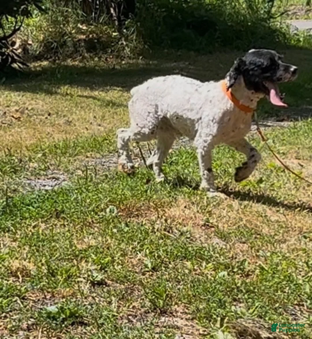Cockapoo dogs for sale: Buddy - Ad 15