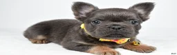 French Bulldog dogs for sale: Tate - Ad 2