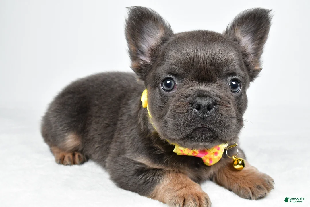 French Bulldog dogs for sale: Tate - Ad 2