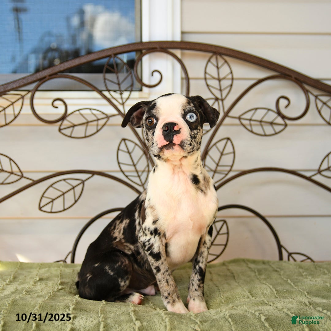 Boston Terrier dogs for sale: Derek - Ad 3