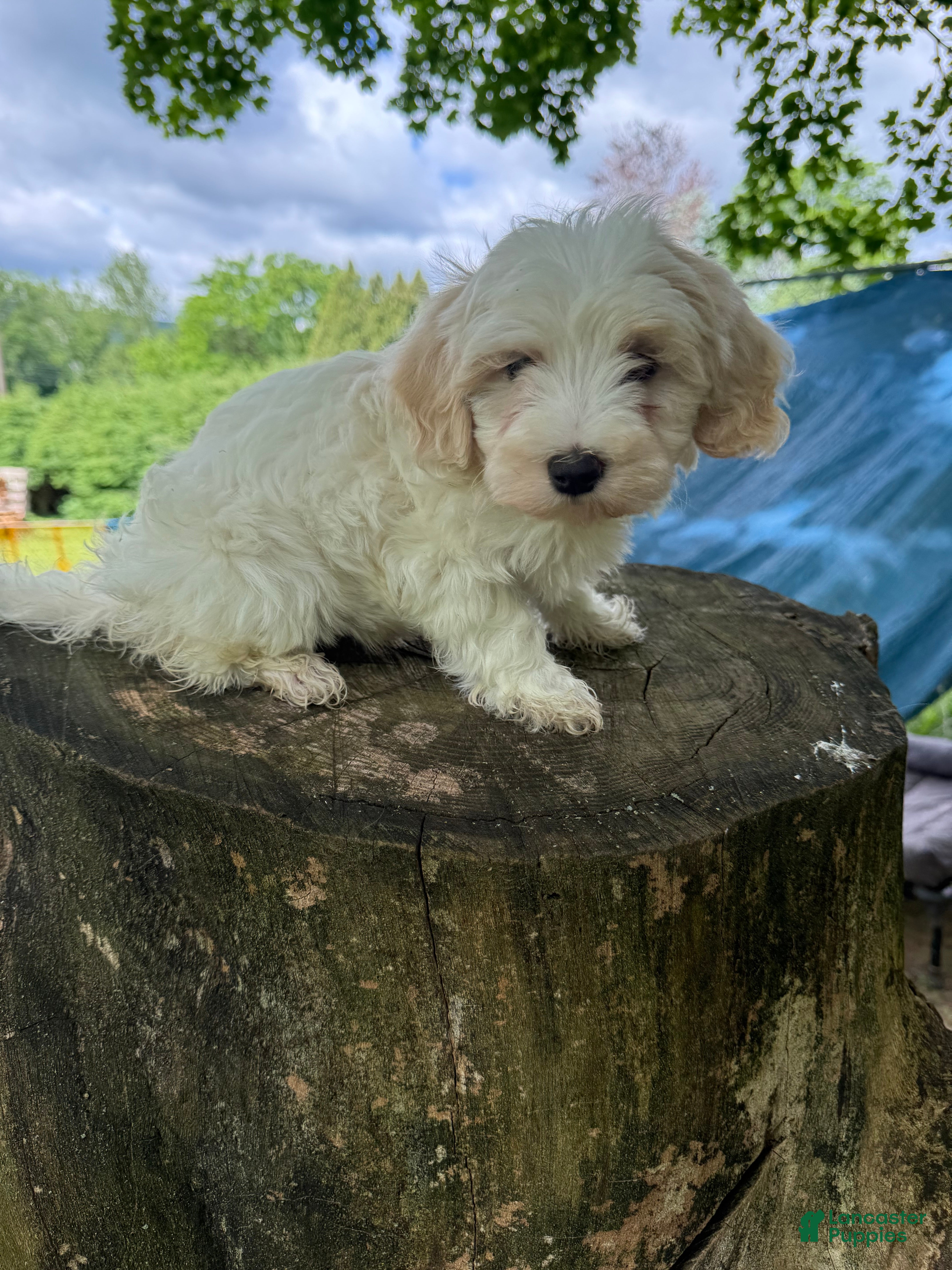 Maltipoo dogs Mark - Ad 2
