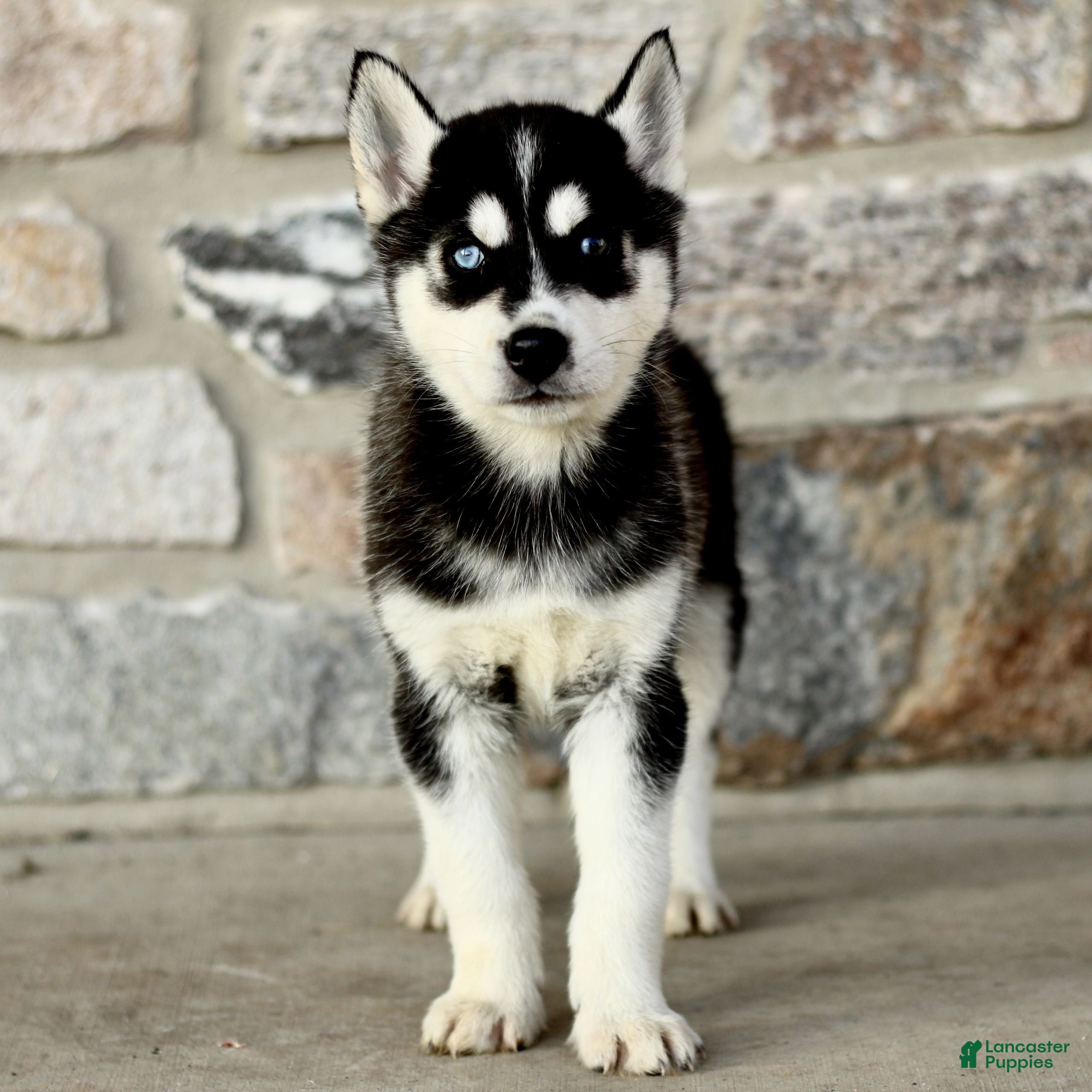 Gerberian Shepsky dogs Jenson  - Ad 2