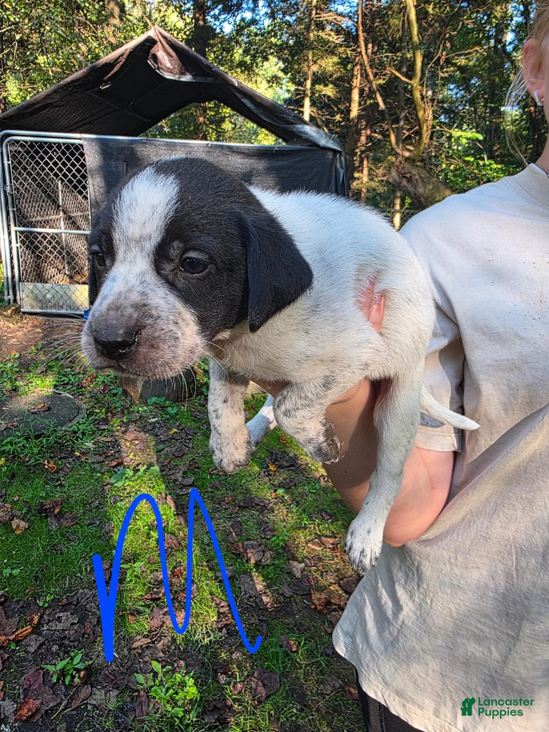 Mixed Breed dogs for sale: Mixed Breed 2 - Ad 1