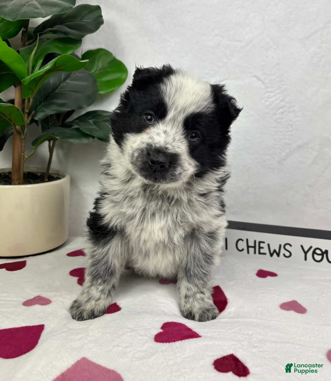 Mixed Breed dogs for sale: Milo - Ad 1