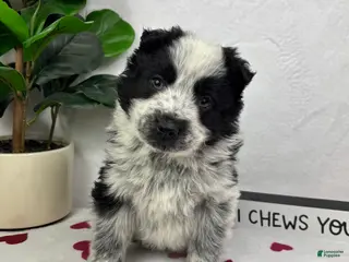 Mixed Breed dogs Milo - Ad 41