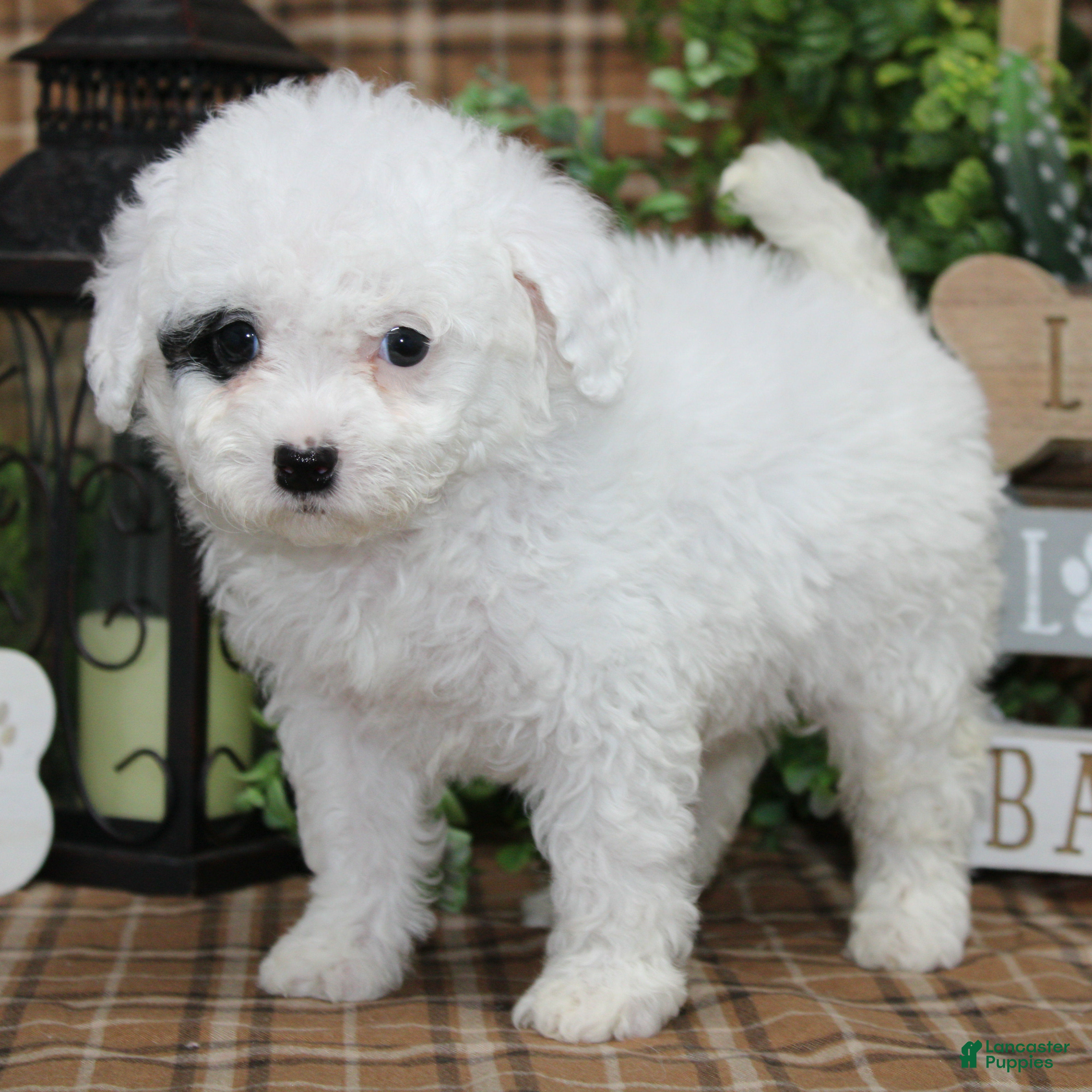 Sheepadoodle dogs Zelda - Ad 2