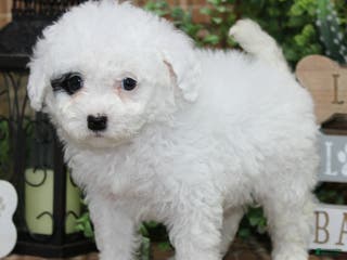 Sheepadoodle dogs Zelda - Ad 2