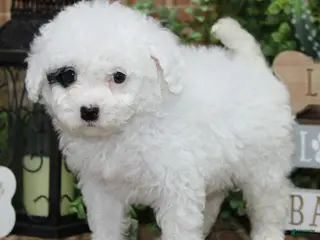 Sheepadoodle dogs Zelda - Ad 11