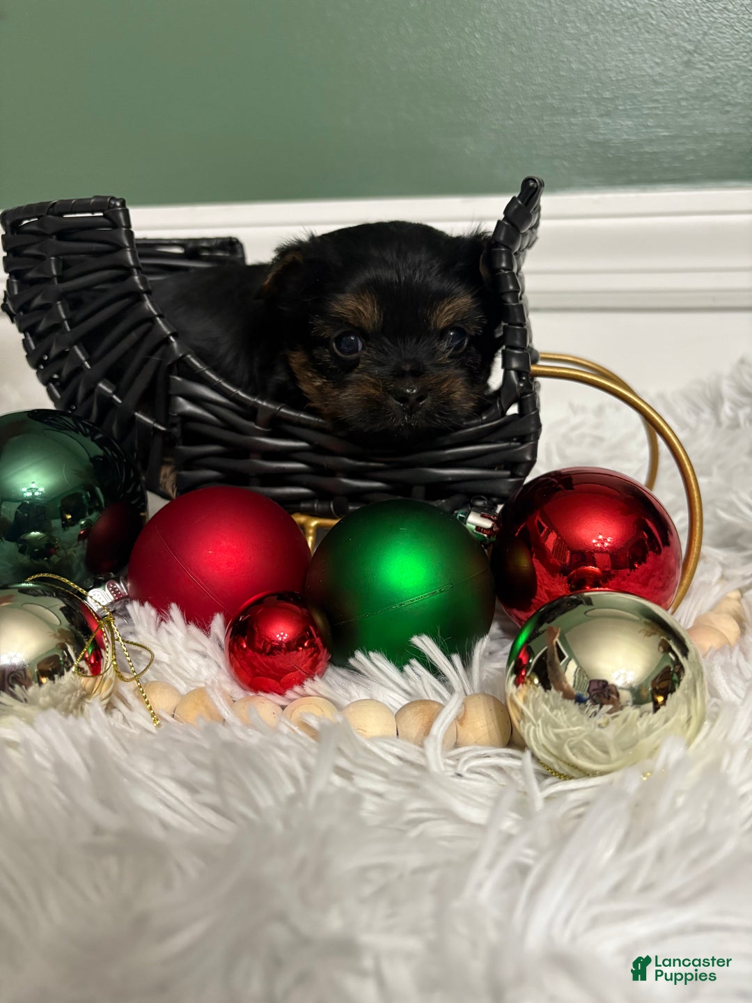 Yorkshire Terrier dogs for sale: TEACUP OLLIE - Ad 5