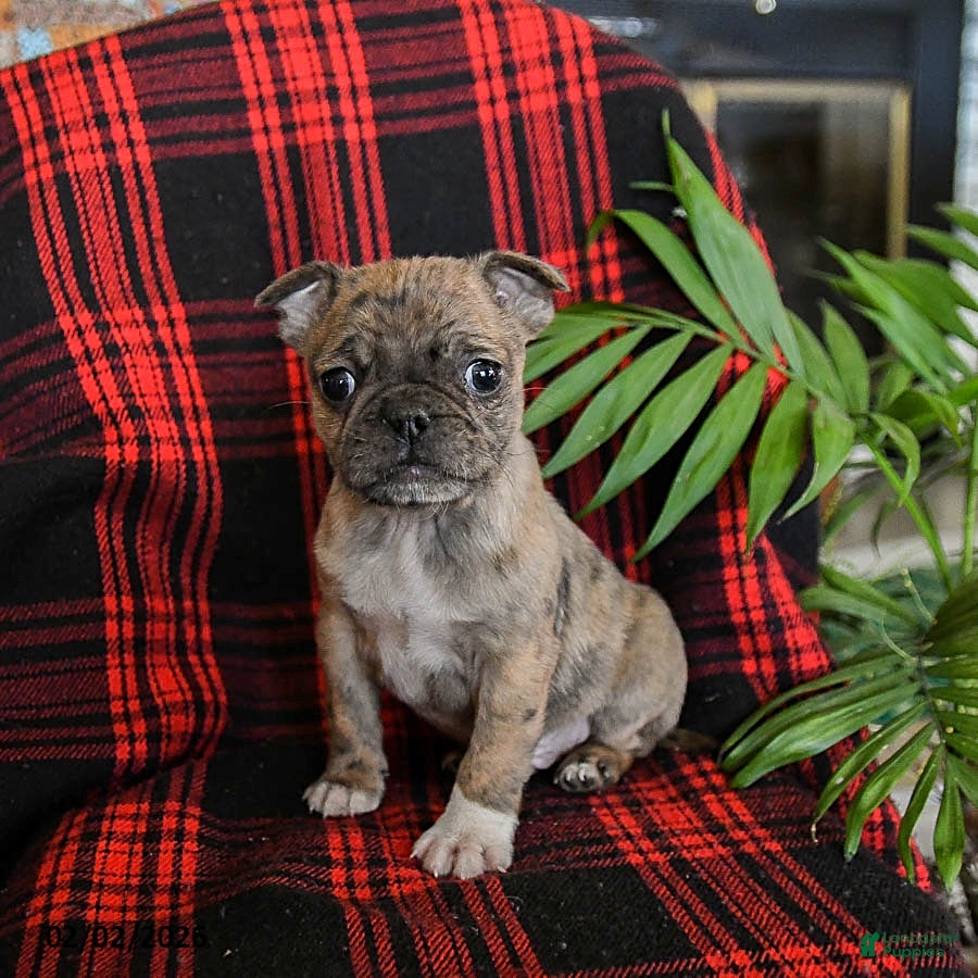 Mixed Breed dogs Archie - Ad 42