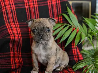 Mixed Breed dogs Archie - Ad 42