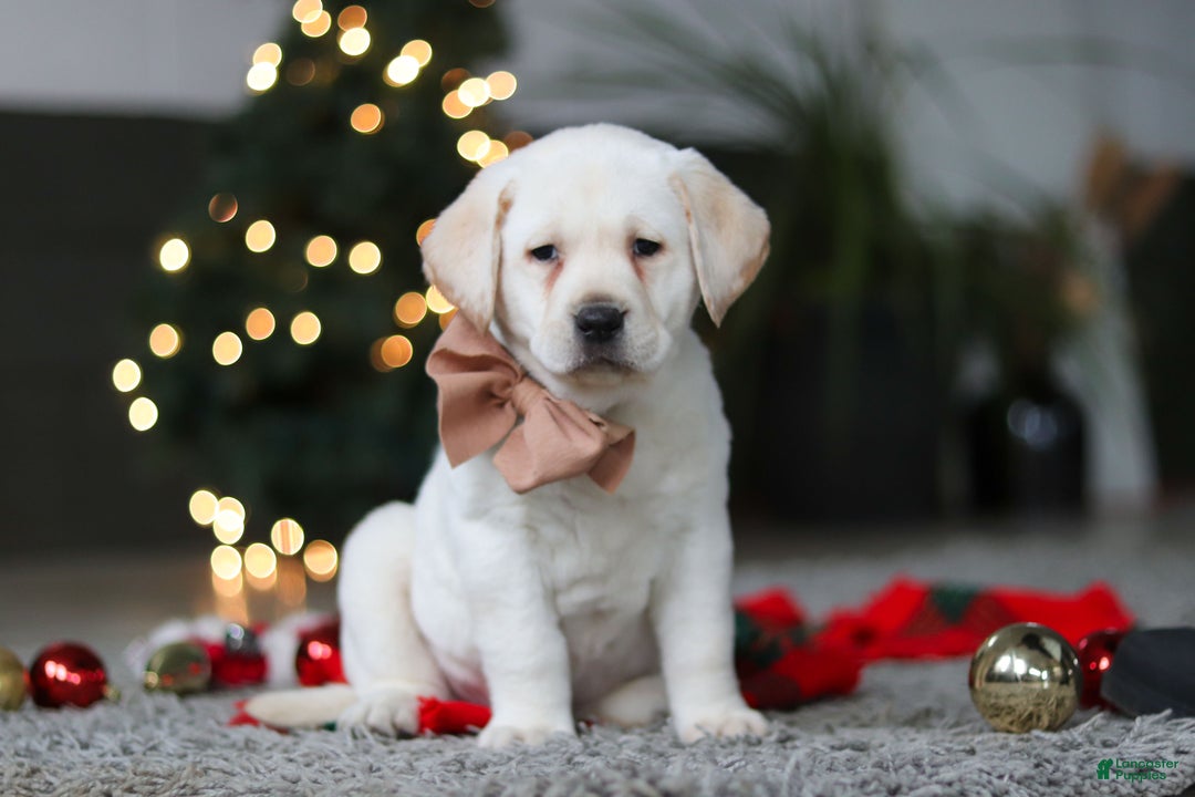 Labrador Retriever dogs for sale: Buddy - Ad 8