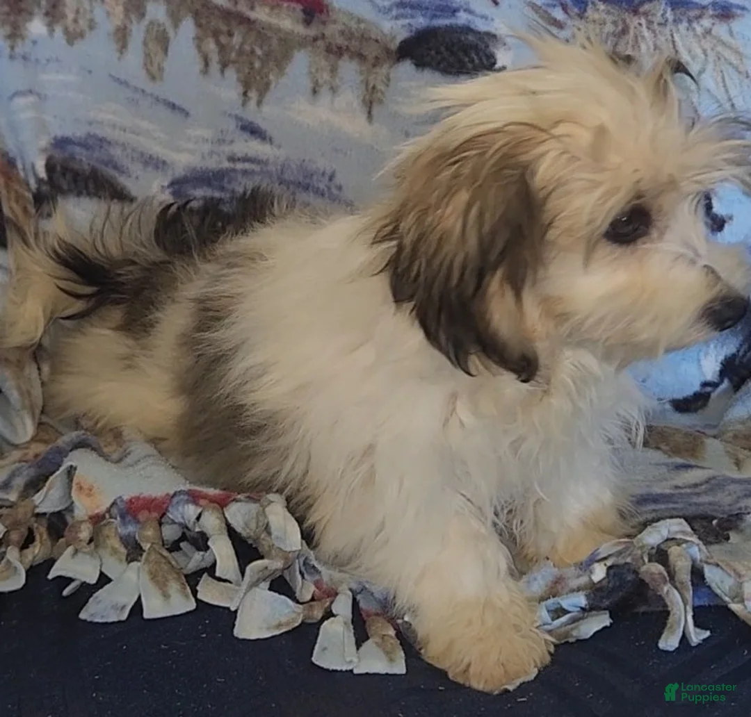 Havanese dogs for sale: Mena - Ad 7