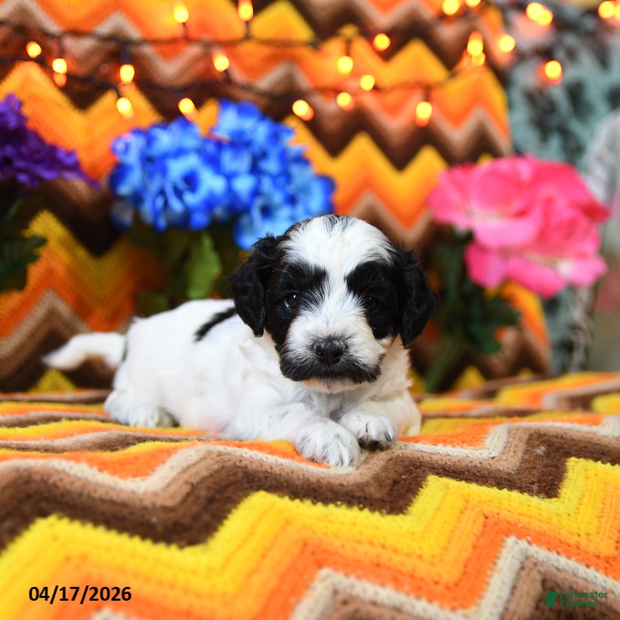 Teddy Bear dogs Kimble - Ad 1