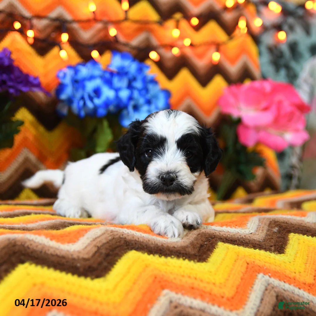 Teddy Bear dogs for sale: Kimble - Ad 1