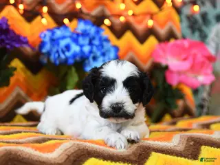 Teddy Bear dogs for sale: Kimble - Ad 4