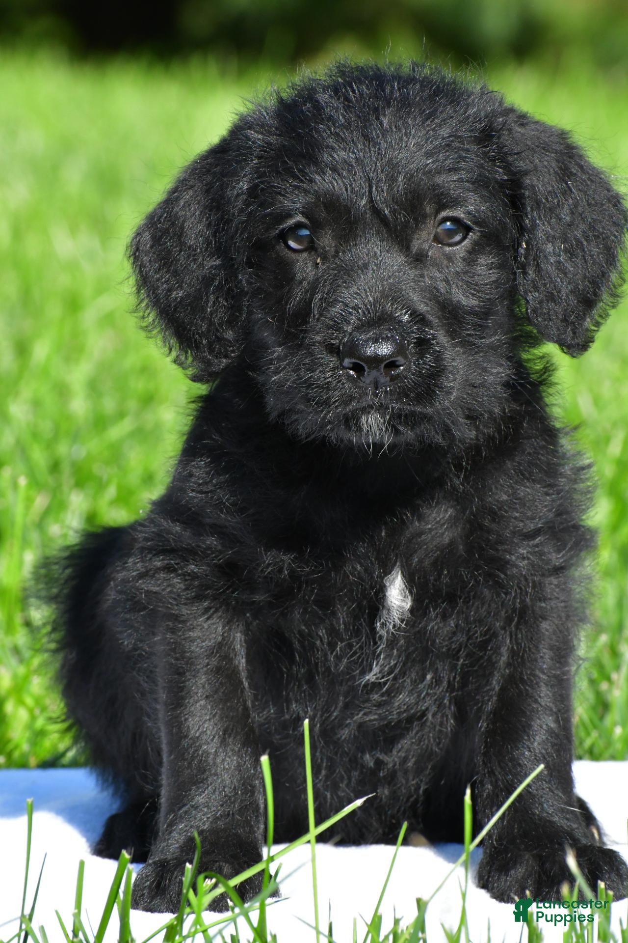 Labradoodle dogs Jackson - Ad 36