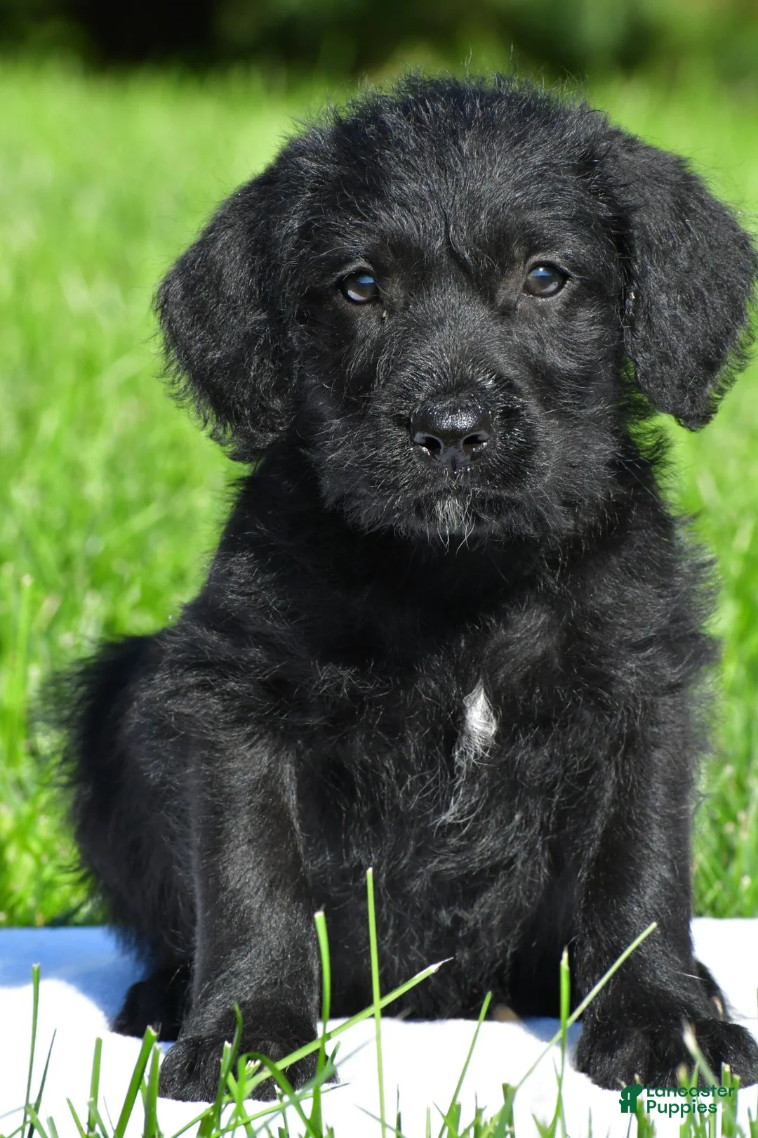 Labradoodle dogs for sale: Jackson - Ad 1