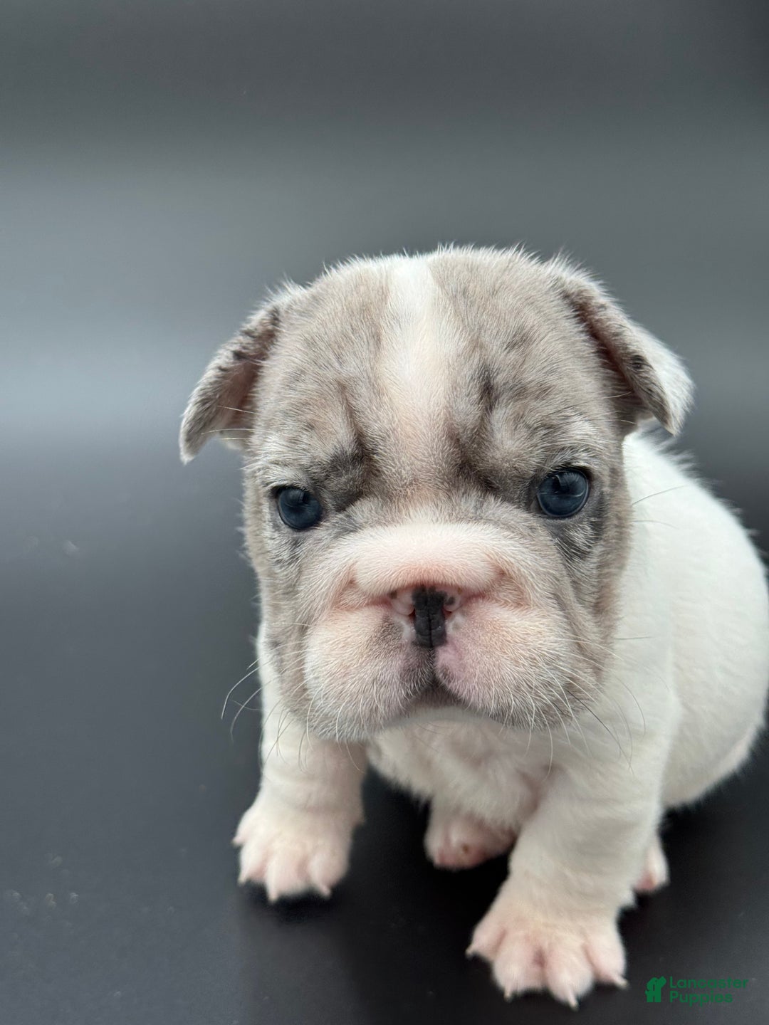 French Bulldog dogs for sale: French Bulldog Puppy 2 - Ad 1