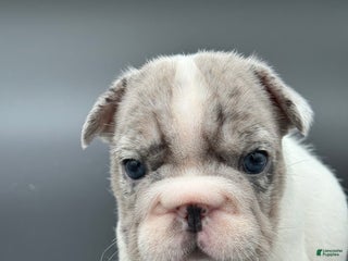 French Bulldog dogs French Bulldog Puppy 2 - Ad 12