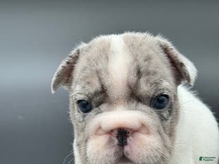 French Bulldog dogs French Bulldog Puppy 2 - Ad 18