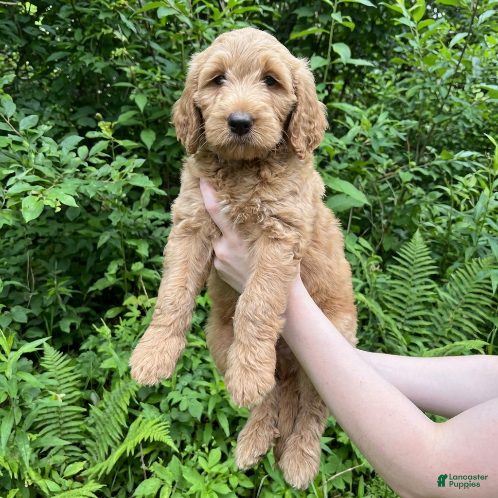 Goldendoodle dogs Max - Ad 1