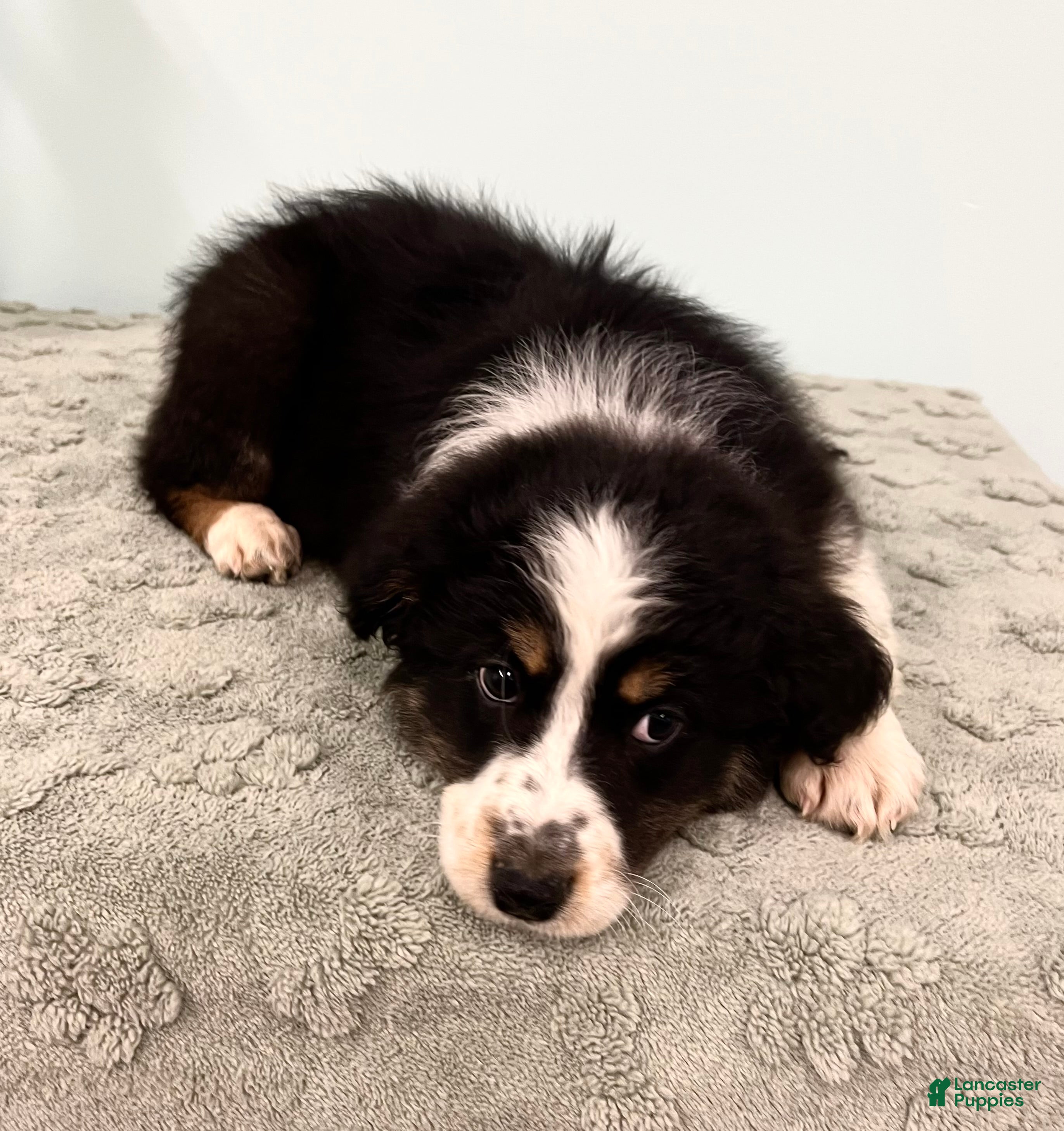 Australian Shepherd dogs Jollie  - Ad 2