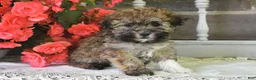 Havanese dogs for sale: Rover - Ad 3