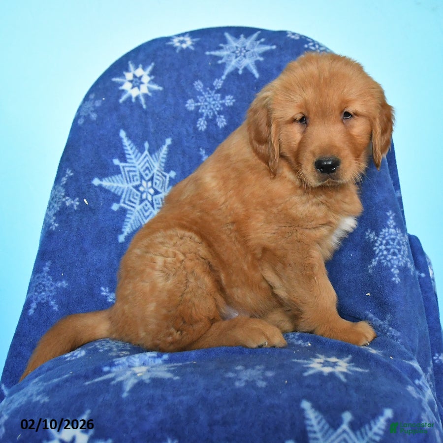 Golden Retriever dogs Watson - Ad 2