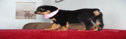 Rottweiler dogs for sale: Bella - Ad 6