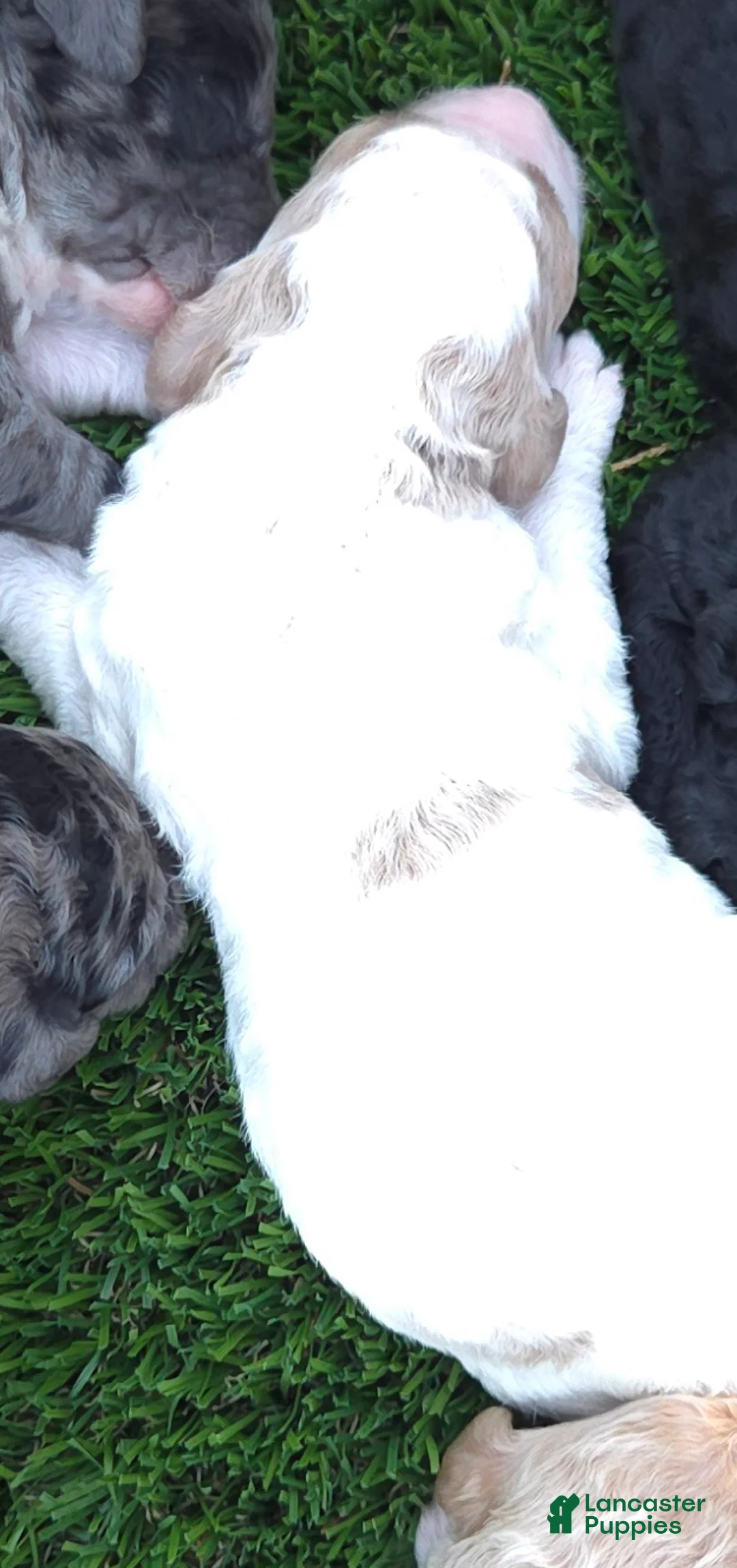 Goldendoodle dogs for sale: Goldendoodle 1 - Ad 1