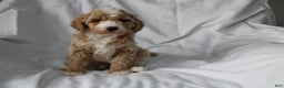 Mixed Breed dogs for sale: CavaPooChon male - JUMBLES - Ad 1