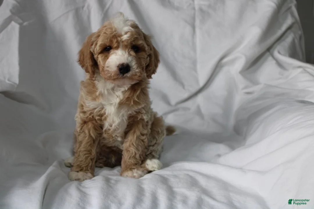 Mixed Breed dogs for sale: CavaPooChon male - JUMBLES - Ad 1