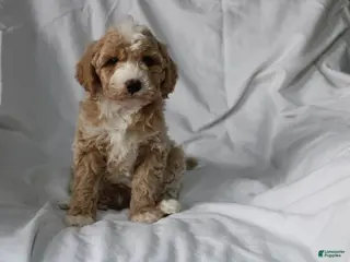 Mixed Breed dogs CavaPooChon male - JUMBLES - Ad 20