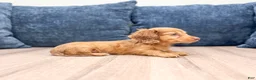 Miniature Dachshund dogs for sale: Sophie - Ad 4