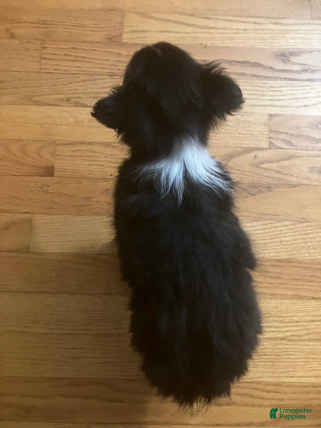 Shetland Sheepdog dogs for sale: Lucas - Ad 3