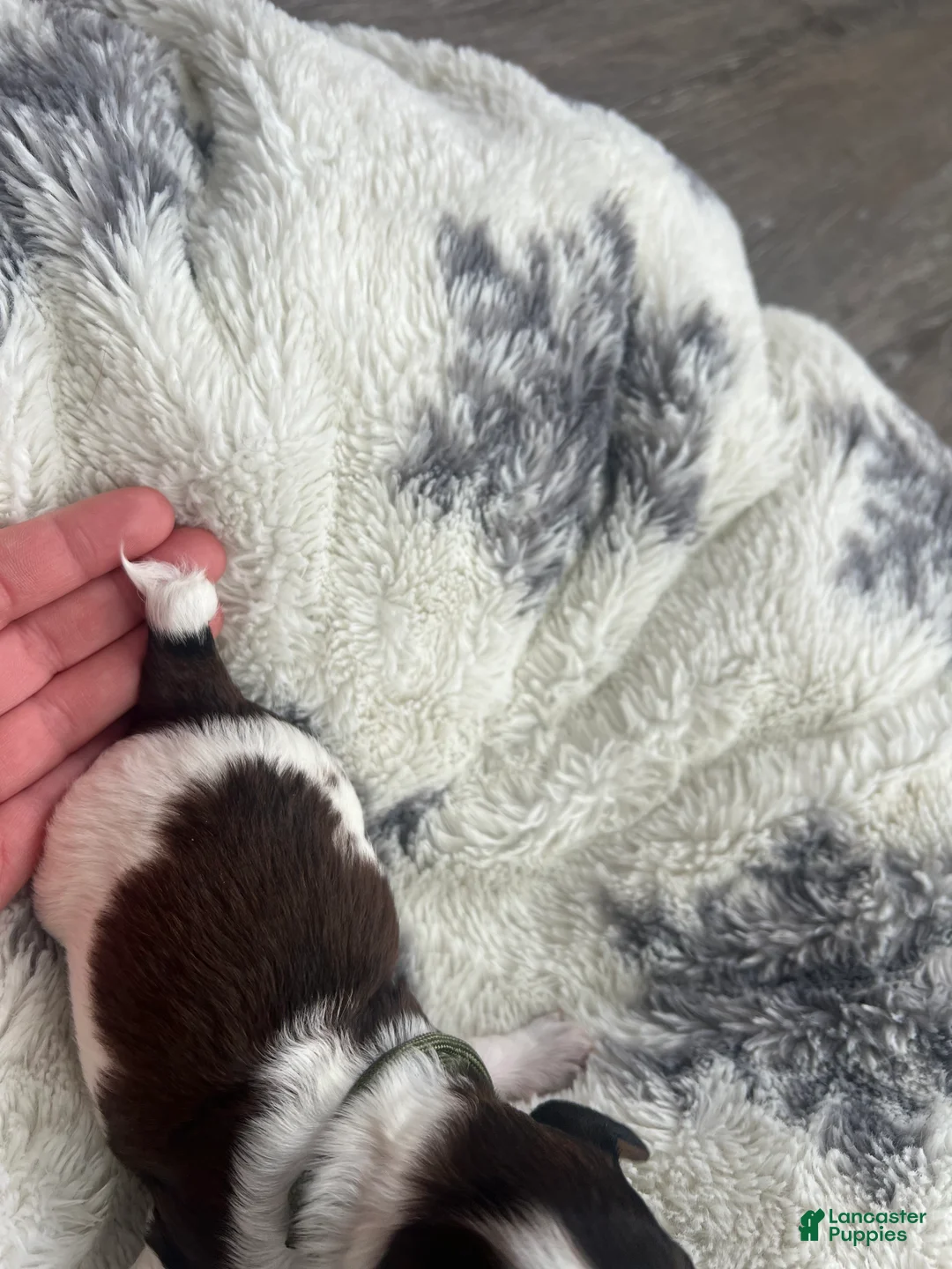 Miniature Dachshund dogs for sale: Cookie - Ad 5