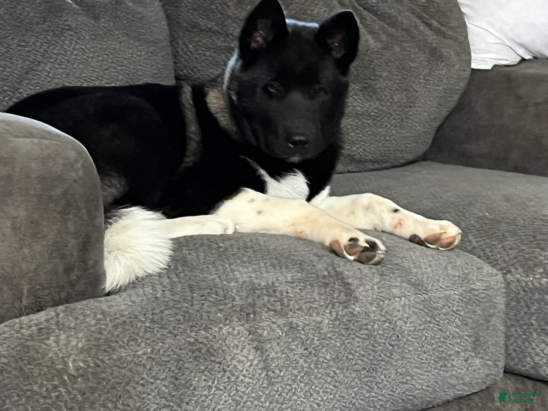 Akita dogs for sale: Cupid - Ad 14